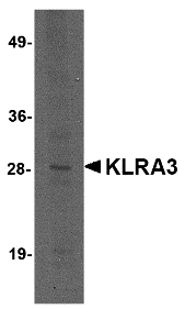 a33575 klra3 primary antibodies wb testing 1