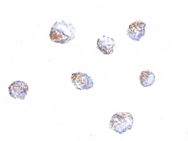 Immunocytochemistry of KLRA1 in 293 cells with KLRA1 antibody at 4 μg/mL