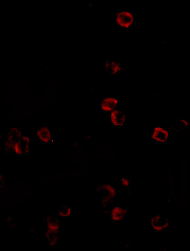 Immunofluorescence of KLRA1 in 293 cells with KLRA1 antibody at 20 μg/mL