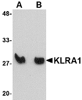 Western blot analysis of KLRA1 in mouse spleen tissue lysate with KLRA1 antibody at (A) 1 μg/mL and (B) 2 μg/mL