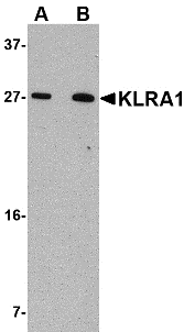 Western blot analysis of KLRA1 in 293 cell lysate with KLRA1 antibody at (A) 1 μg/mL and (B) 2 μg/mL