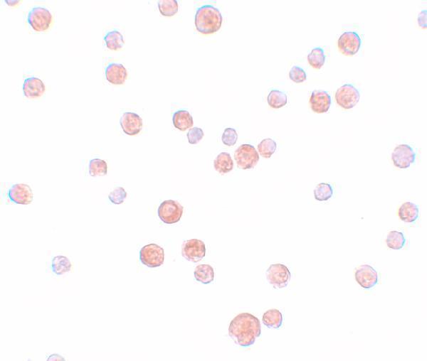 a33935 tincr primary antibodies icc testing 2
