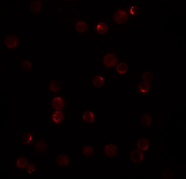 a33935 tincr primary antibodies if testing 3
