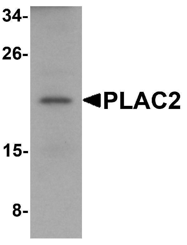 a33935 tincr primary antibodies wb testing 1