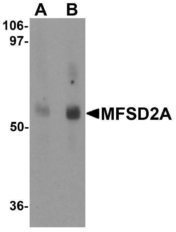 a33936 mfsd2aa primary antibodies wb testing 1