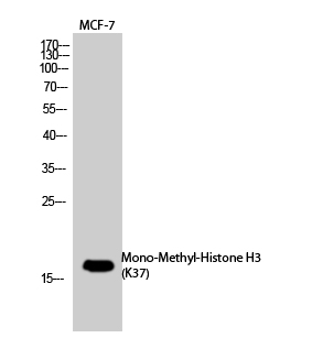 Western Blot analysis of MCF-7, PC-12 cells using Mono-Methyl-Histone H3 (K37) Polyclonal Antibody