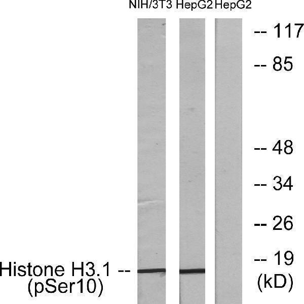 a33947s10 h3c1 primary antibodies ihc testing 4