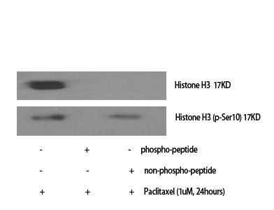 a33947s10 h3c1 primary antibodies wb testing 2