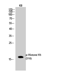 a33947s10 h3c1 primary antibodies wb testing 3