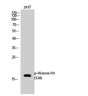 Western Blot analysis of 293T cells using Phospho-Histone H3 (S28) Polyclonal Antibody diluted at 1:1000 cells nucleus extracted by Minute TM Cytoplasmic and Nuclear Fractionation kit 