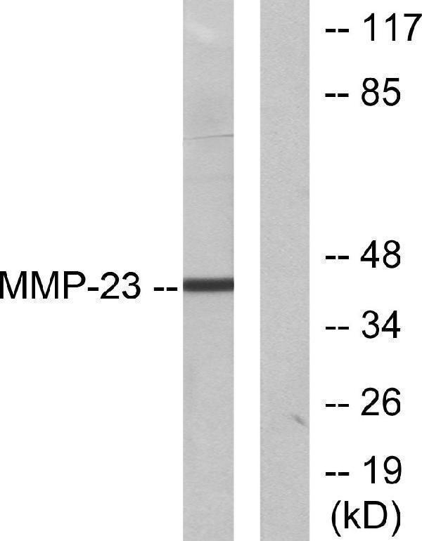 a33953 mmp23b primary antibodies wb testing 2