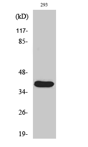 Western Blot analysis of various cells using Cleaved-MMP-23 (Y79) Polyclonal Antibody