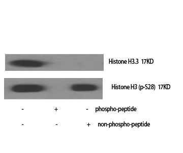 Western blotting validation for Anti-Histone H3