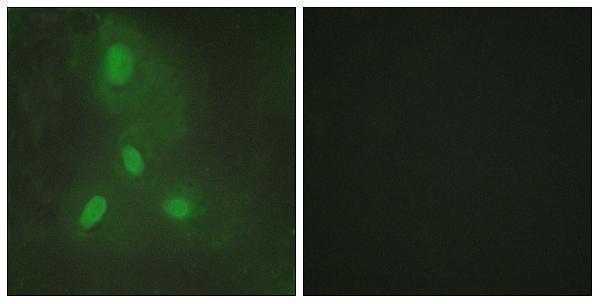 a33956 bach1 primary antibodies if testing 1