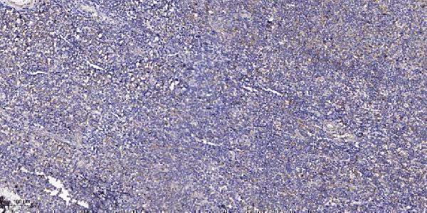Immunohistochemical analysis of paraffin-embedded human tonsil