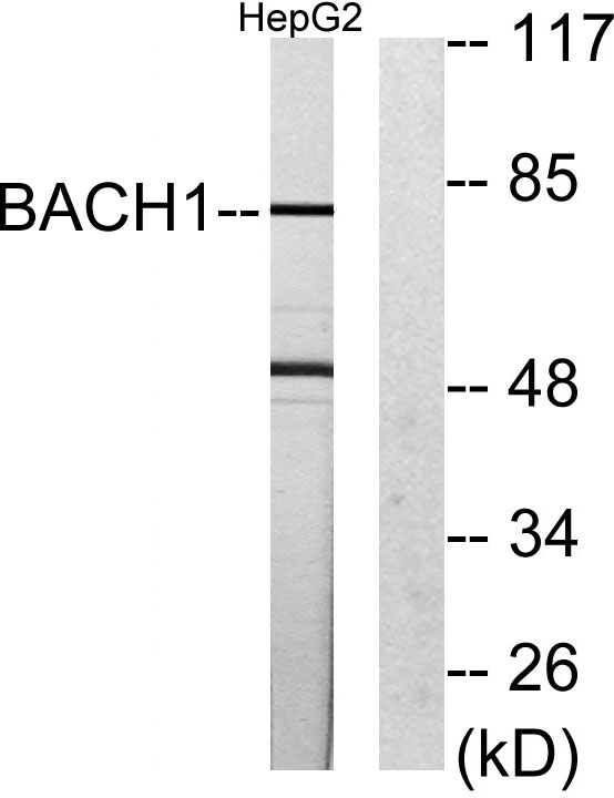 Western blot analysis of lysates from HepG2 cells, using BACH1 Antibody
