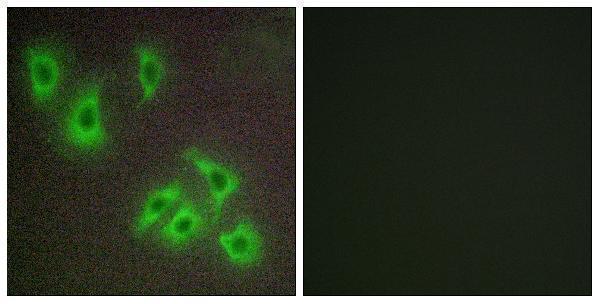 a33957 bcl2l2 primary antibodies if testing 1
