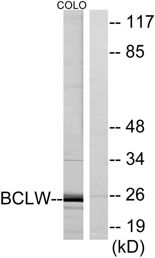 a33957 bcl2l2 primary antibodies wb testing 3