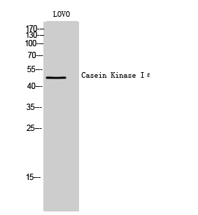 Western Blot analysis of LOVO cells using Casein Kinase Iε Polyclonal Antibody