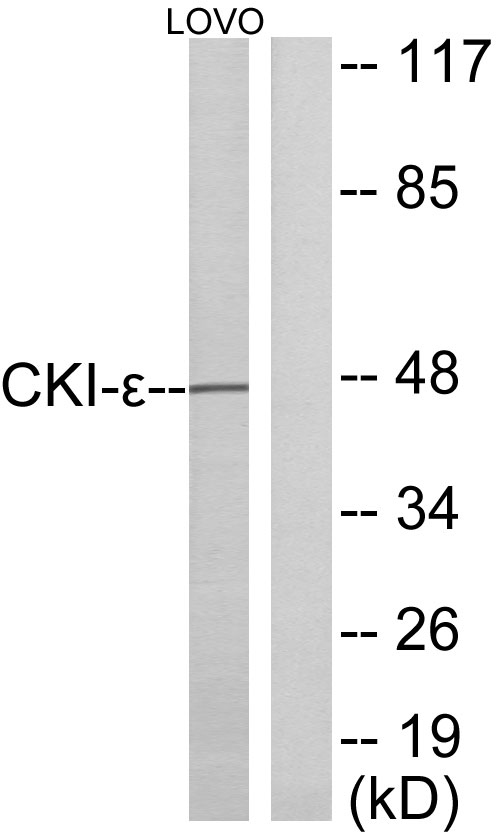 Western blot analysis of lysates from LOVO cells, using CKI-epsilon Antibody