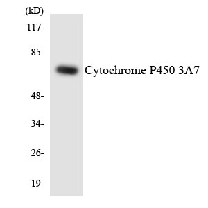 Western blot analysis of the lysates from K562 cells using Cytochrome P450 3A7 antibody