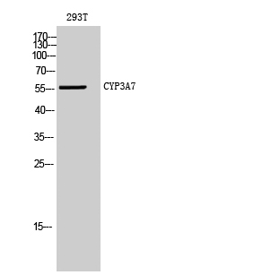 Western Blot analysis of 293T cells using CYP3A7 Polyclonal Antibody diluted at 1:500