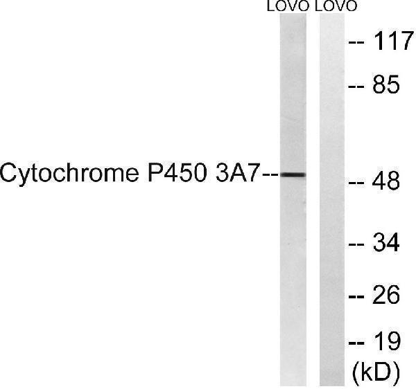 Western blot analysis of lysates from LOVO cells, using Cytochrome P450 3A7 Antibody