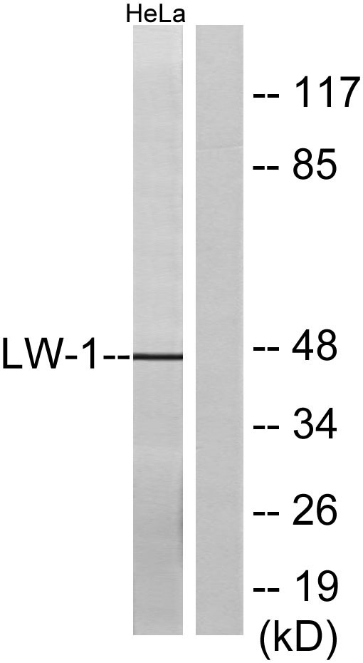 Western blot analysis of lysates from HeLa cells, using LW-1 Antibody