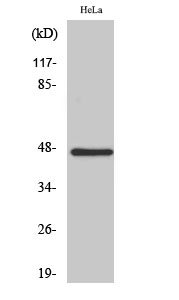 Western Blot analysis of various cells using HSFX1 Polyclonal Antibody