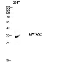 Western blot analysis of 293T lysis using MMTAG2 antibody