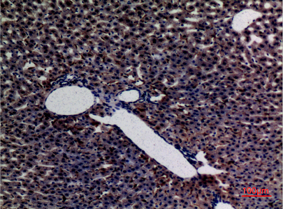 a33968 amylase primary antibodyes ihc testing 2