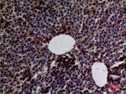a33968 amylase primary antibodyes ihc testing 3