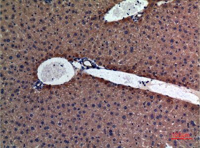 a33968 amylase primary antibodyes ihc testing 4