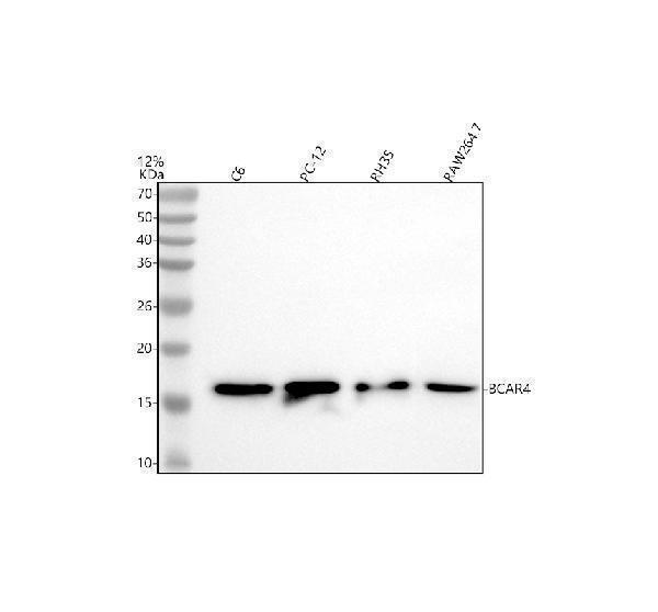 a34011 bcar4 primary antibodies wb testing 1