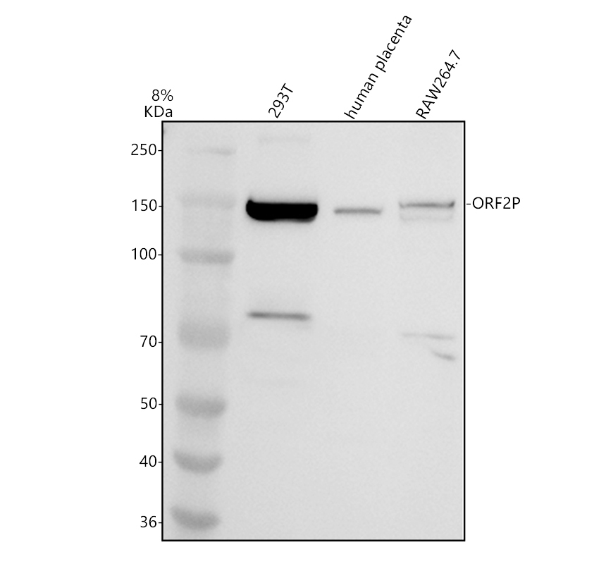a34044 orf2p primary antibodies wb testing 1