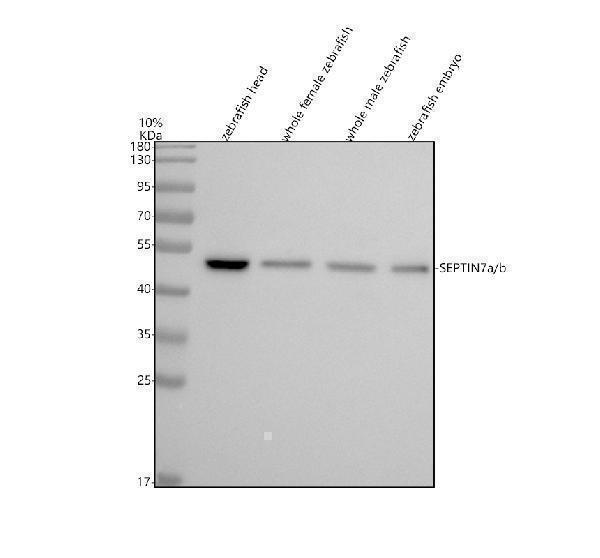 aza0a096x788 septin7a b primary antibodies wb testing 1