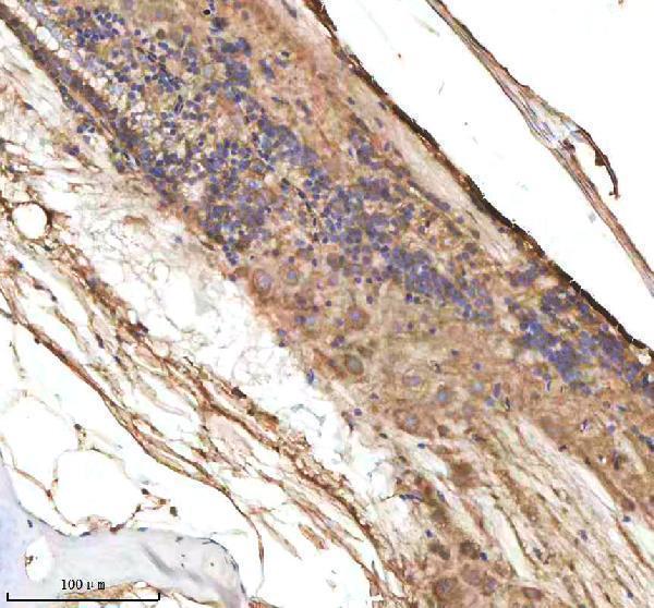 aza0a0g2kyh9 cxcl8a primary antibodies ihc testing 1