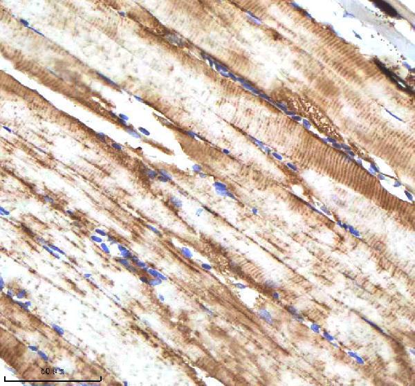 aza0a0g2kyh9 cxcl8a primary antibodies ihc testing 5