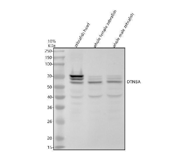 aza0a0r4iav8 dtnba primary antibodies wb testing 1