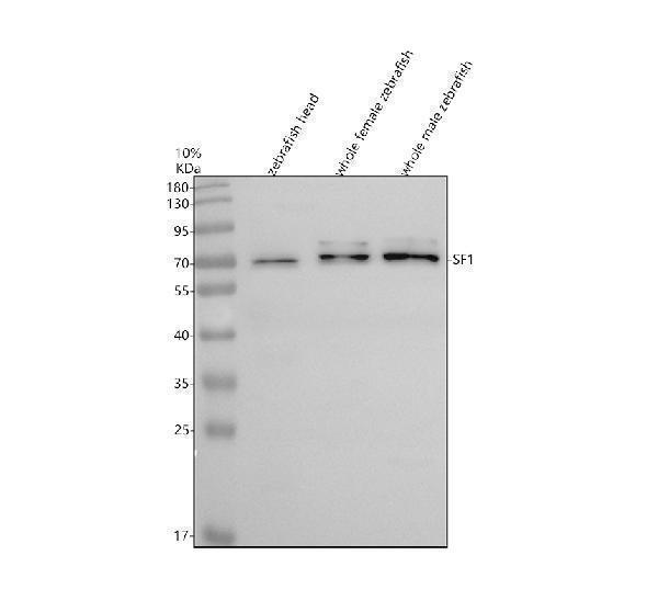 Western blot analysis of SF1 using anti-SF1 antibody (AZA0A0R4IBT0)