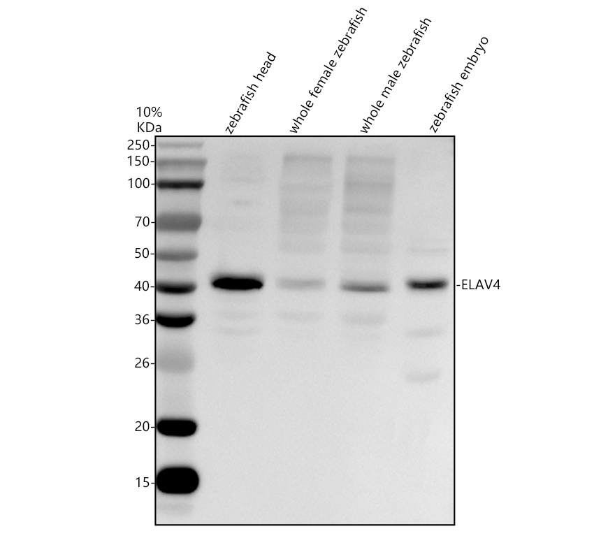 aza0a0r4iew8 elavl4 primary antibodies wb testing 1