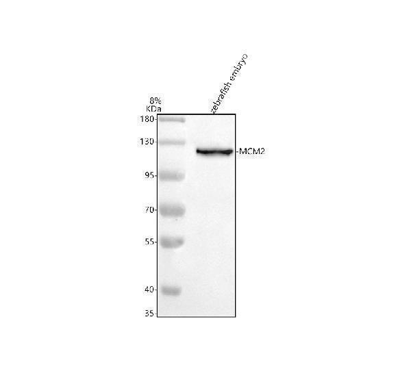  Western blot analysis of MCM2 using anti-MCM2 antibody (AZA0A0R4IF65)