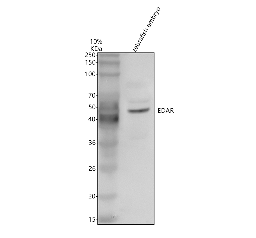 aza0a0r4ige7 edar primary antibodies wb testing 1