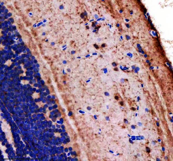  IHC analysis of LONP1 using anti-LONP1 antibody (AZA0A0R4IH79)