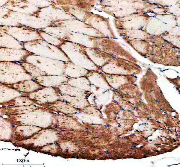  IHC analysis of IDE using anti-IDE antibody (AZA0A0R4IL71)