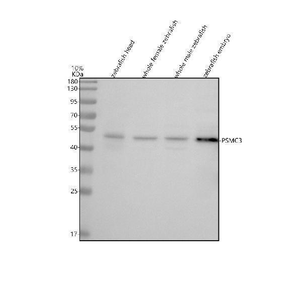 Western blot analysis of PSMC3 using anti-PSMC3 antibody (AZA0A0R4ILA8)