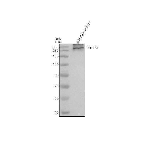 Western blot analysis of POLR2A using anti-POLR2A antibody (AZA0A0R4IMS9)