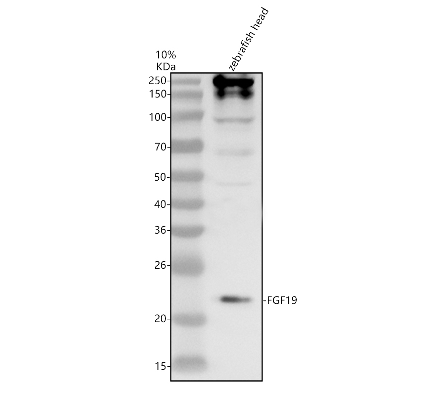 aza0a0r4in60 fgf19 primary antibodies wb testing 1