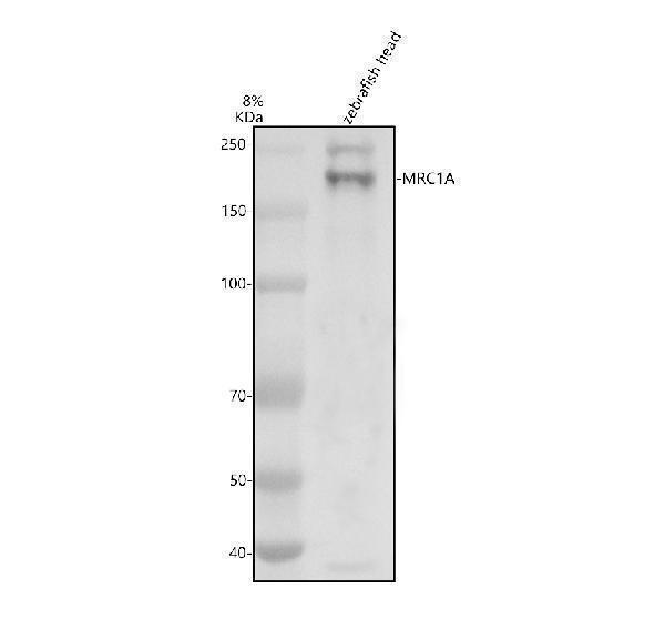 aza0a0r4inm0 mrc1a primary antibodies wb testing 1