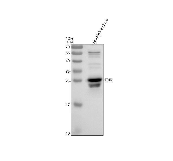 aza0a0r4ip71 trir primary antibodies wb testing 1